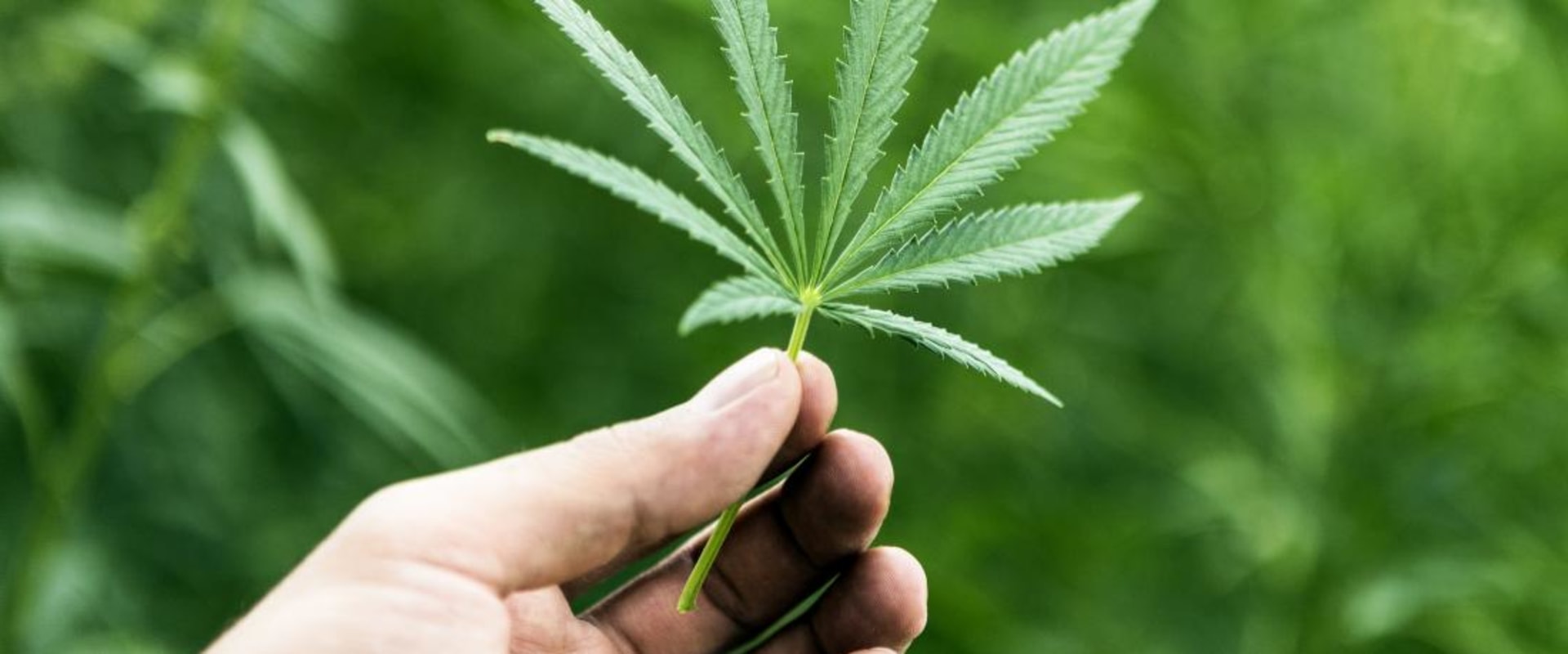 Understanding the Potential Risks and Interactions of Cannabis for Pain Relief