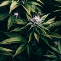 Overcoming Stigma and Misconceptions About Cannabis Use for Pain Relief
