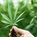 Understanding the Potential Risks and Interactions of Cannabis for Pain Relief